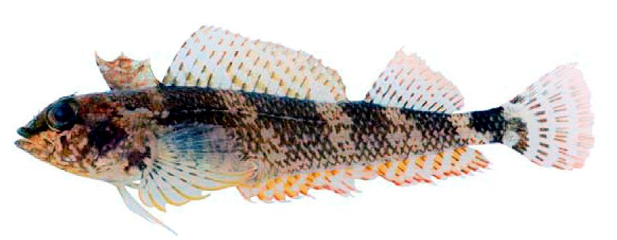 Tripterigium delaisi _0222ffff